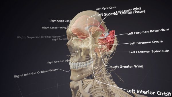 VR医療教育や解剖学で話題のBodyMap3.31がバージョンアップ！ポイントを徹底解説